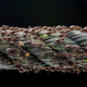 Termites marching.